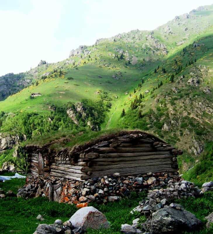 Çiçekli Yayla kır çiçekleri – Rize doğa rotaları